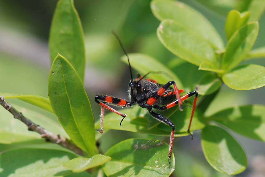 Reduviidae: Rhynocoris annulatus del Veneto (Vicenza)